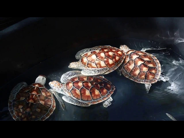 Silavadee’s 10th Anniversary Turtle Release