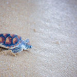 Save The World Climate and Sea Turtles