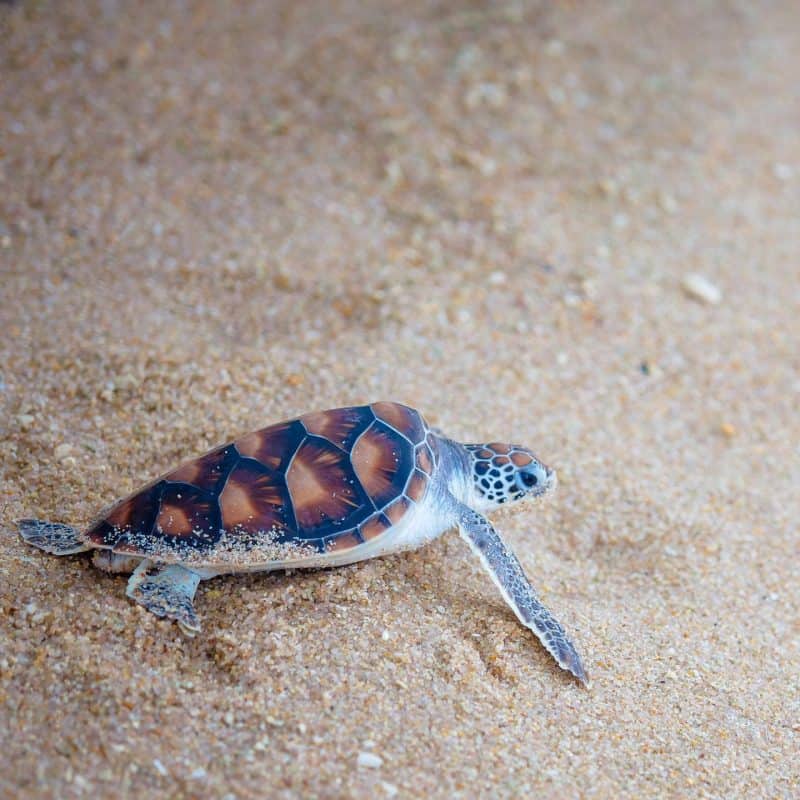 Discovery of Endangered Turtle Eggs Again at Silavadee Pool Spa Resort’s Beach