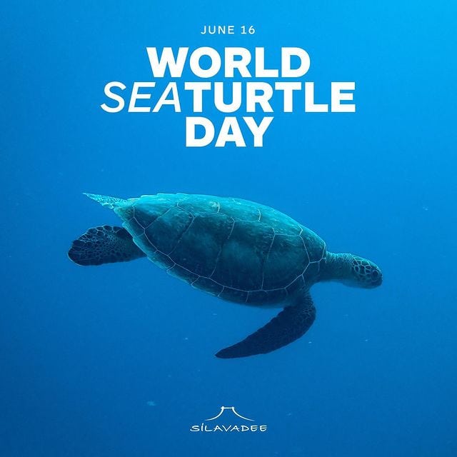 Happy World Sea Turtle Day 2021